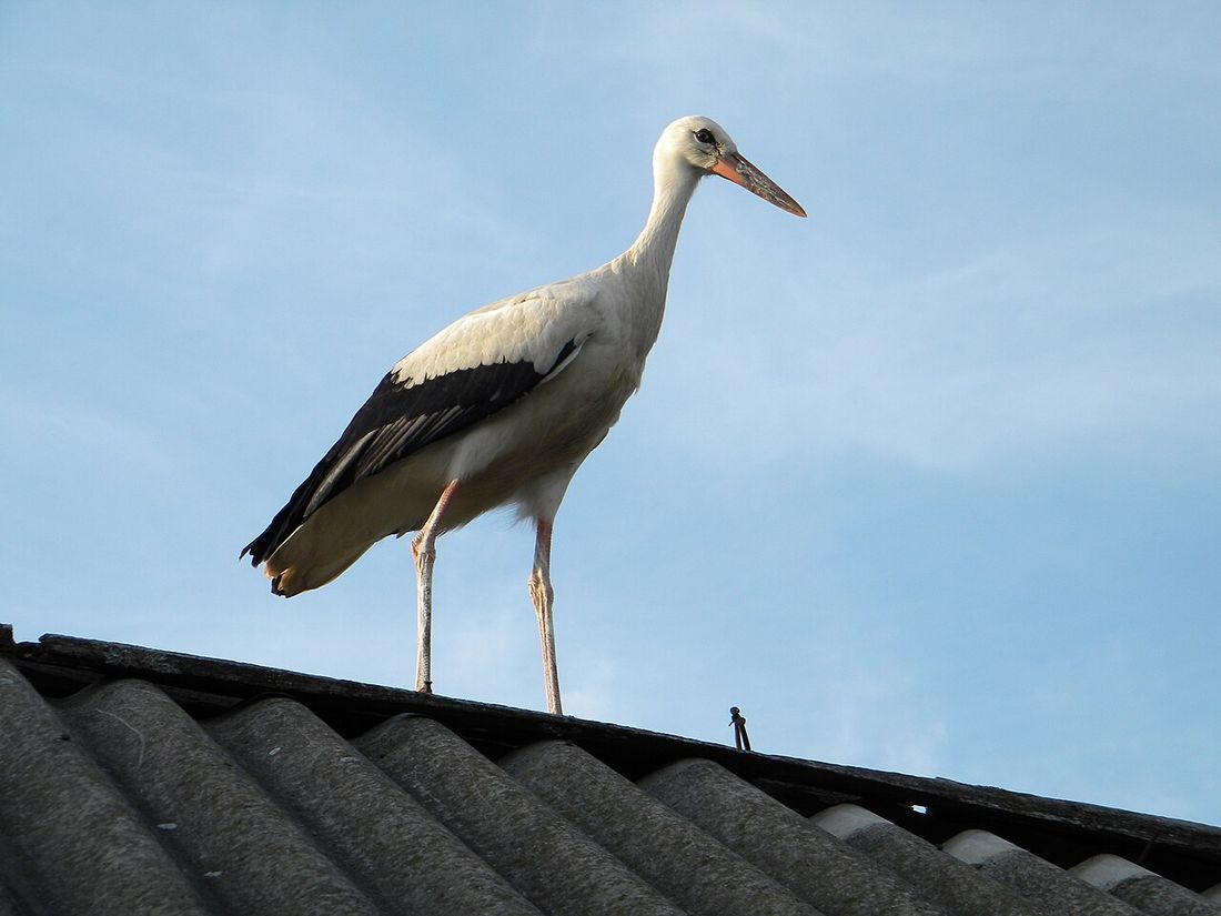 Weißstorch