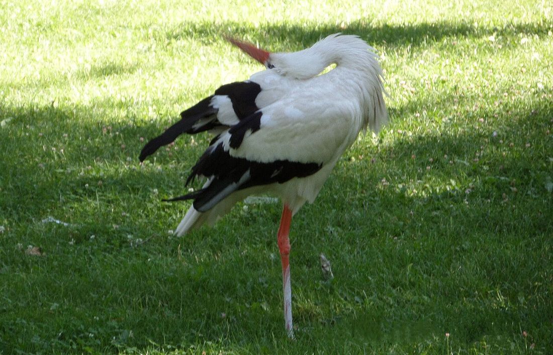 Weißstorch