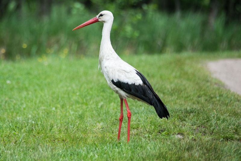 Weißstorch