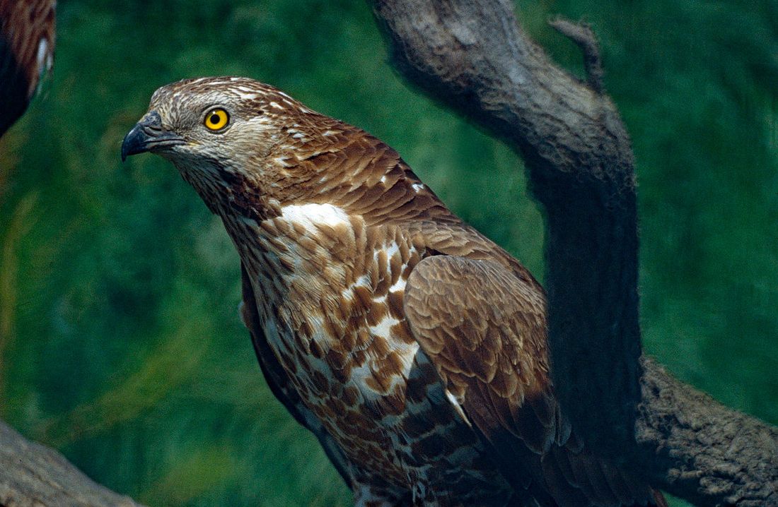 Wespenbussard