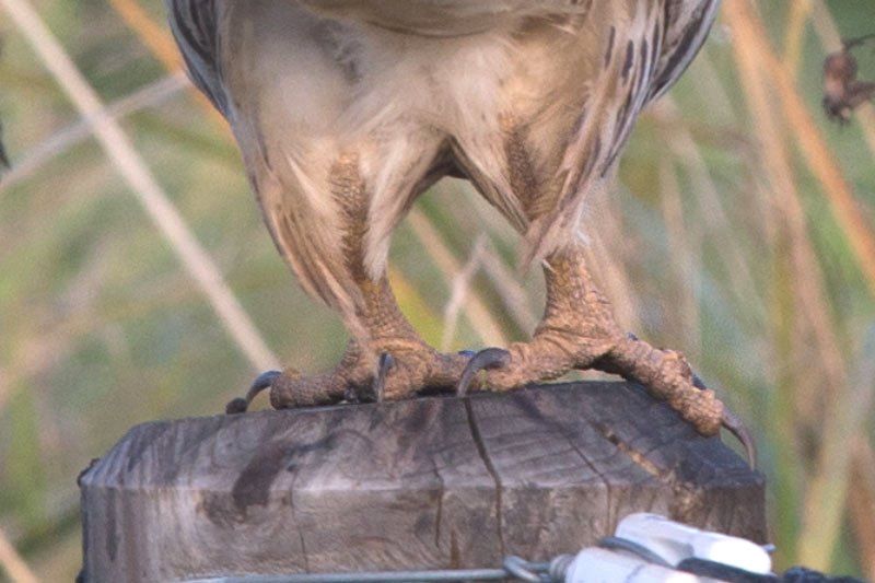 Wespenbussard