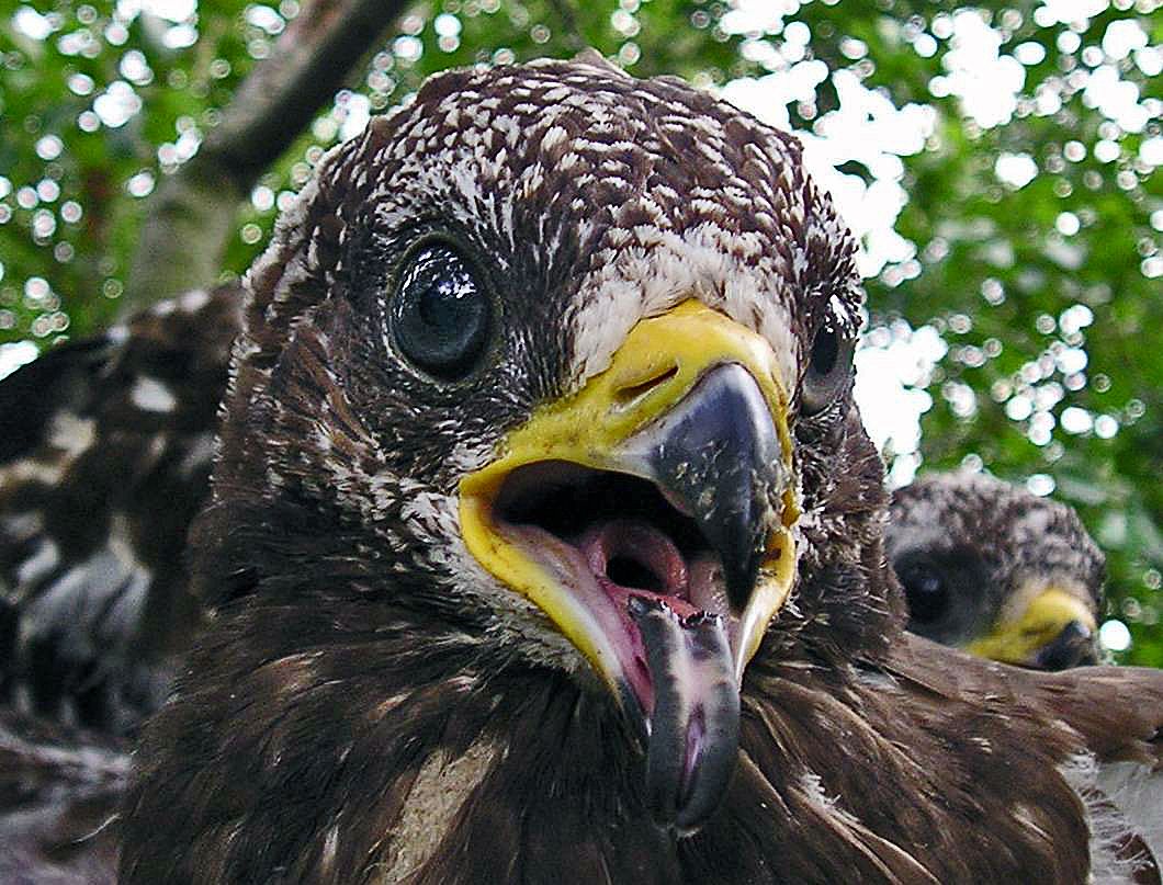 Wespenbussard