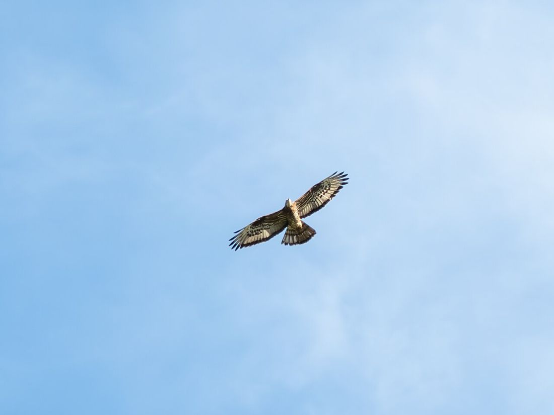 Wespenbussard