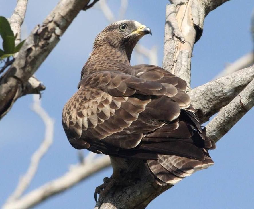 Wespenbussard