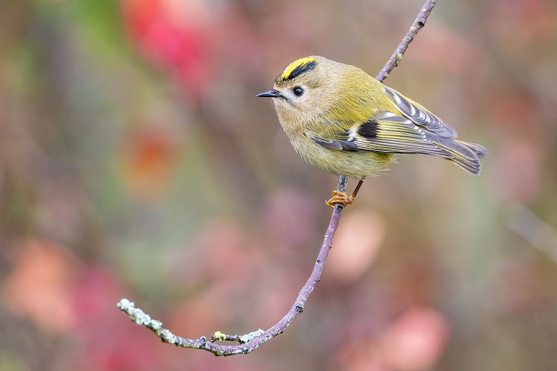 Wintergoldhähnchen