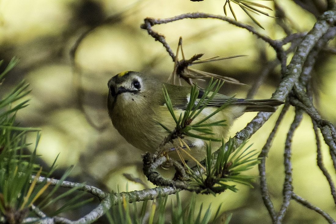 Wintergoldhähnchen