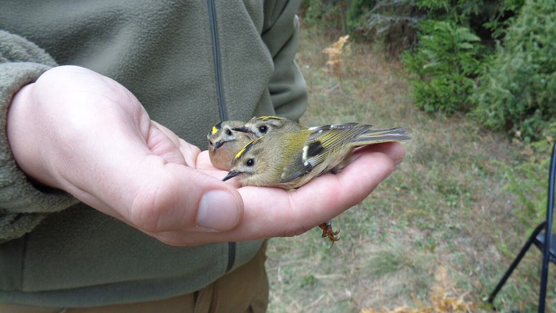 Wintergoldhähnchen
