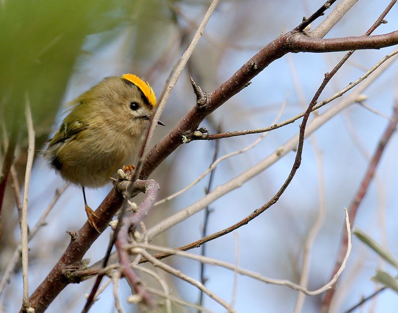 Wintergoldhähnchen