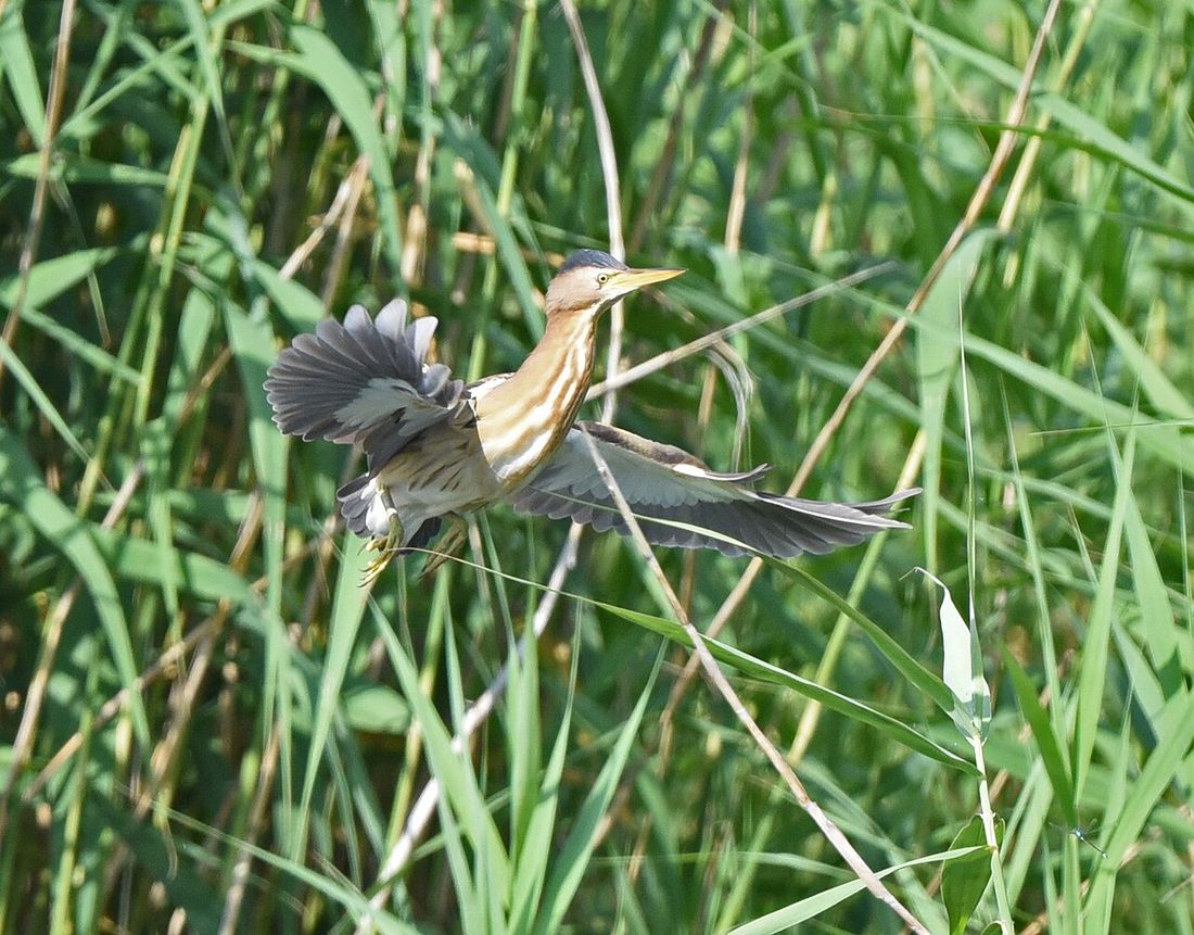 Zwergdommel