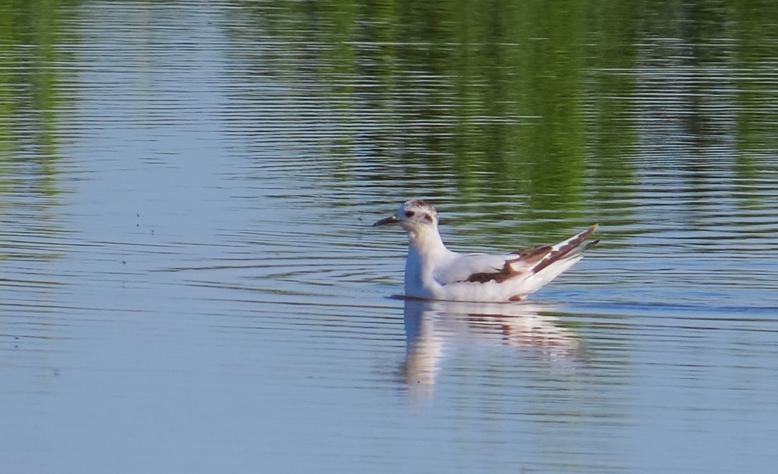 Zwergmöwe