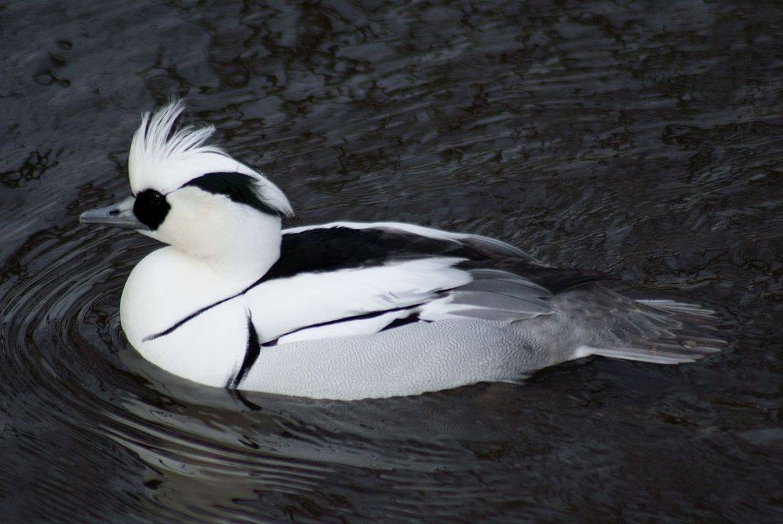 Zwergsäger (Mergellus albellus)