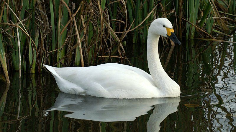 Zwergschwan