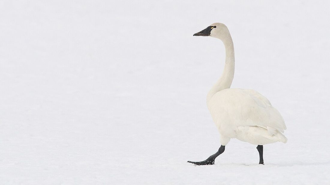 Zwergschwan