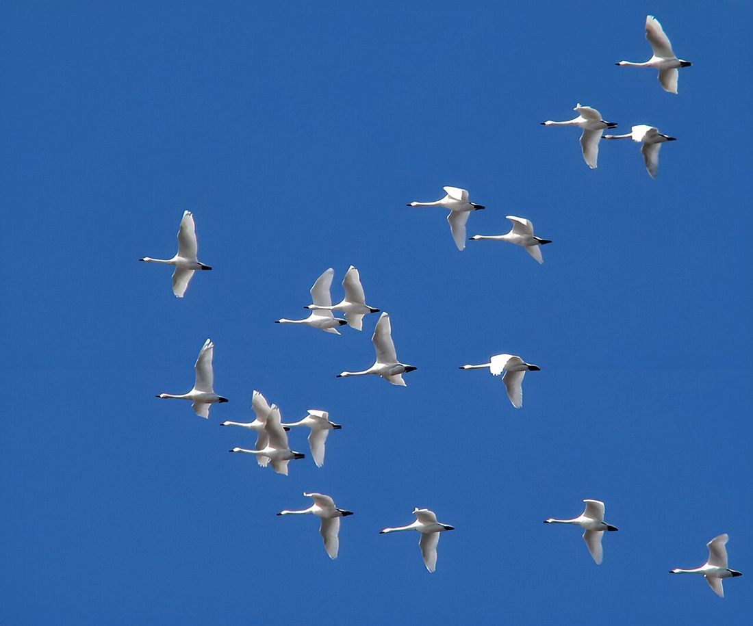 Zwergschwan