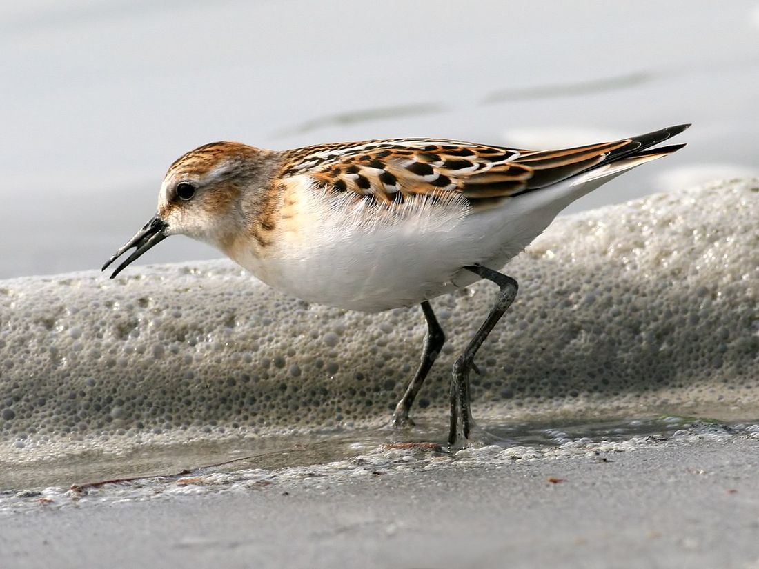 Zwergstrandläufer