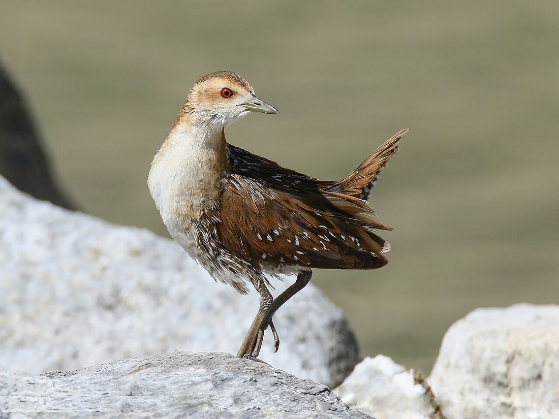 Zwergsumpfhuhn