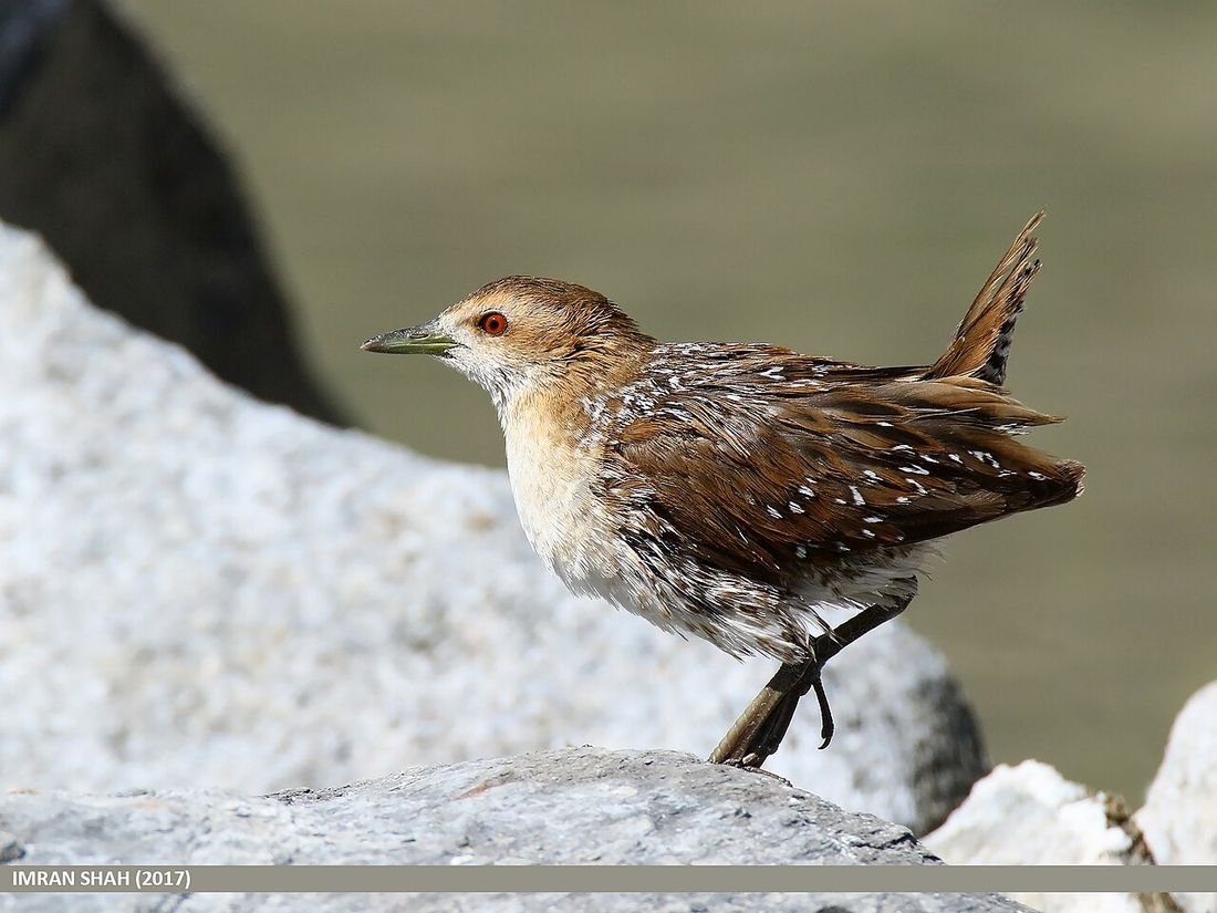 Zwergsumpfhuhn
