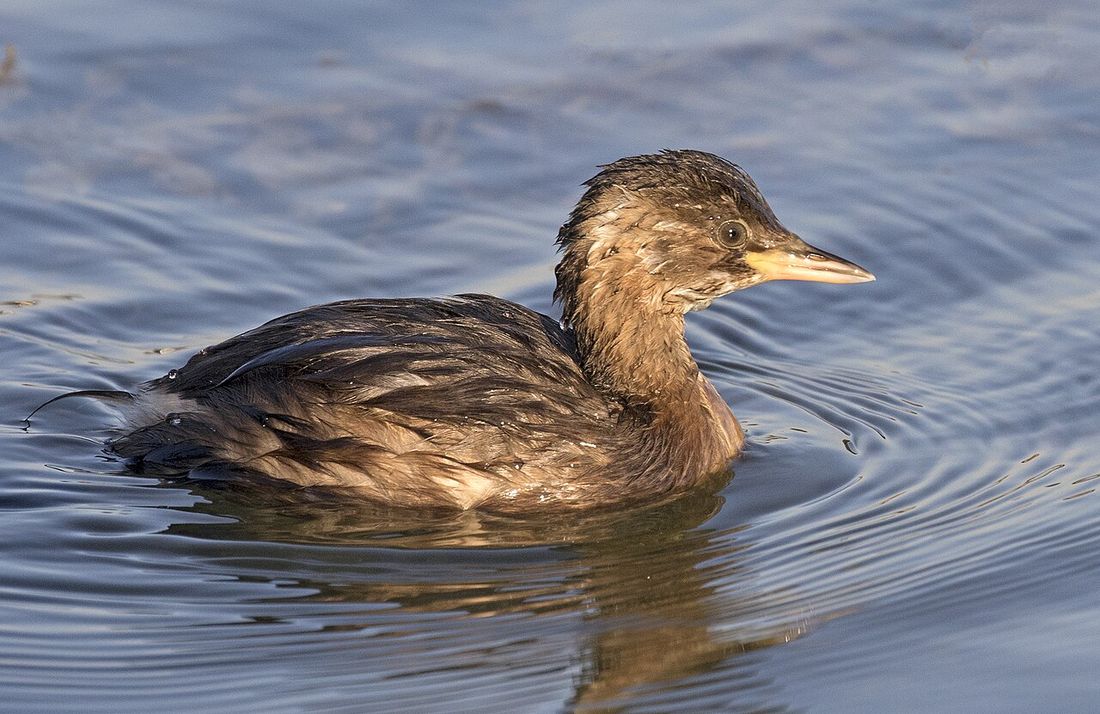 Zwergtaucher (Tachybaptus ruficollis)