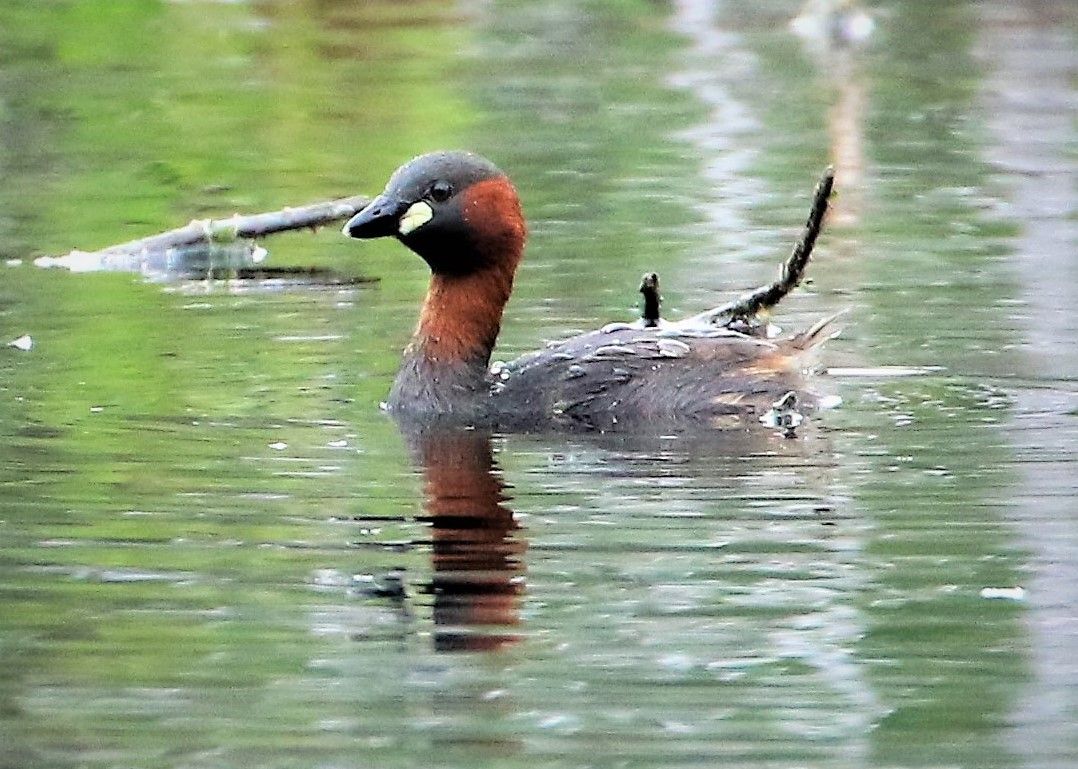 Zwergtaucher