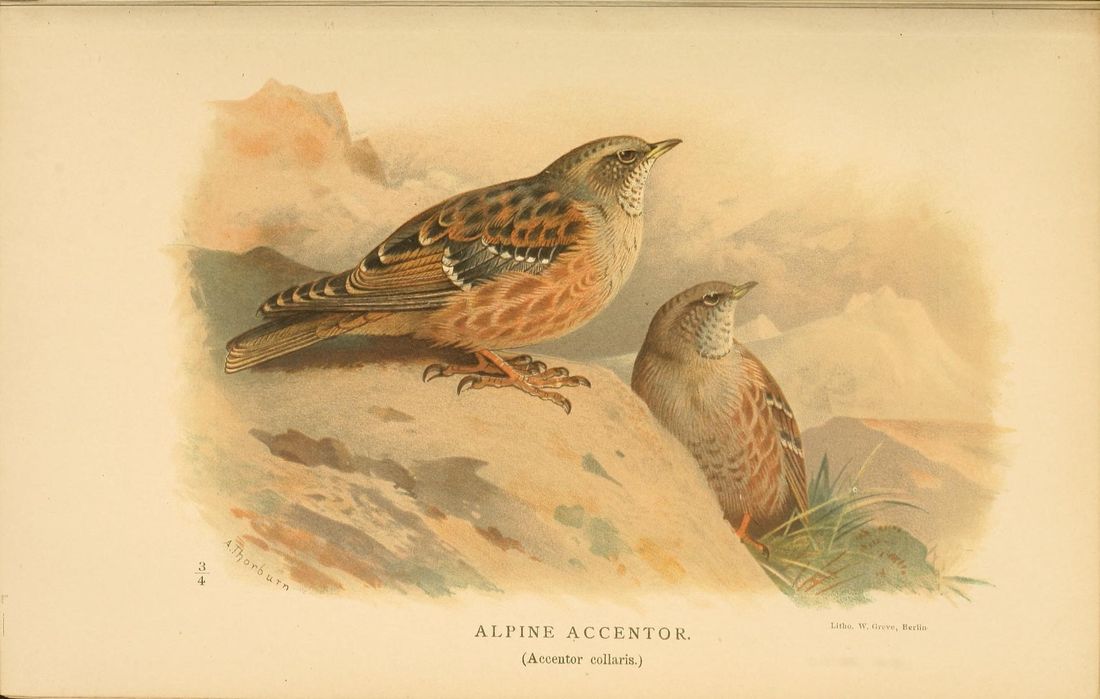 Historische Tafel Alpenbraunelle