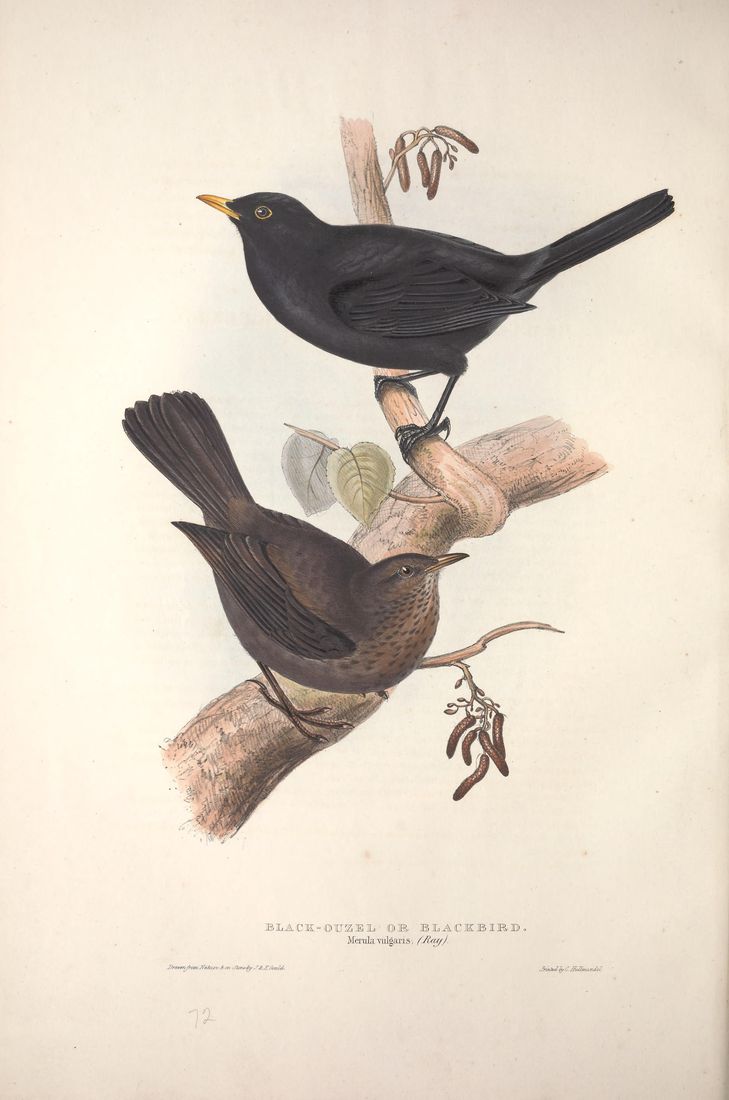 Historische Tafel Amsel