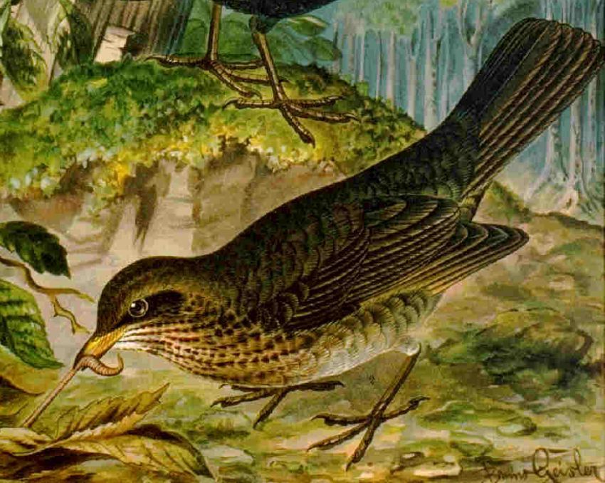 Historische Tafel Amsel