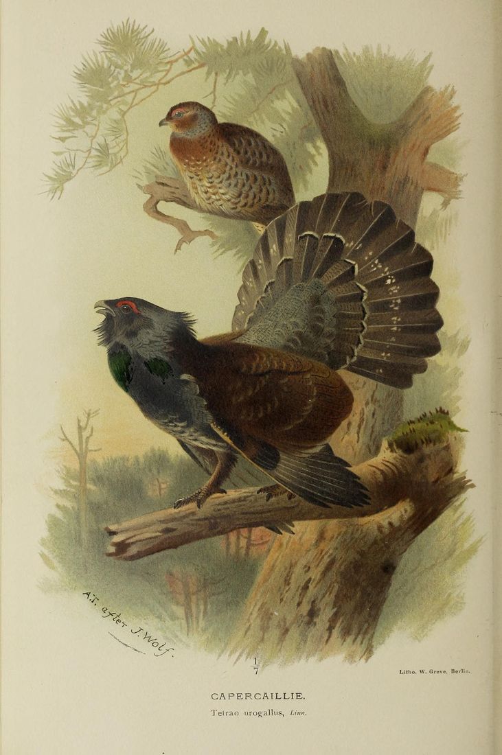 Historische Tafel Auerhuhn