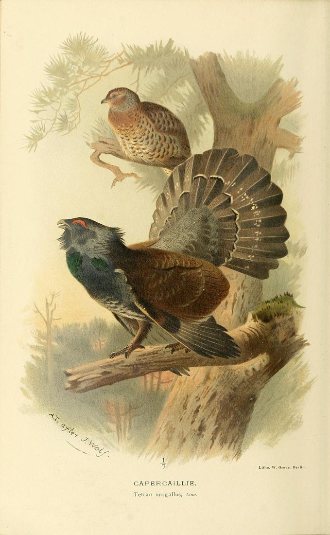 Historische Tafel Auerhuhn