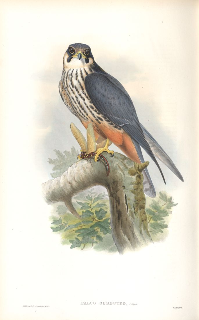 Historische Tafel Baumfalke