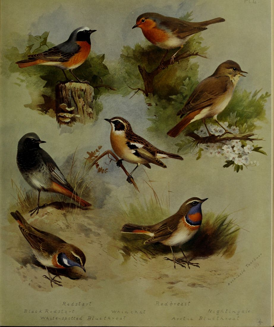 Historische Tafel Blaukehlchen
