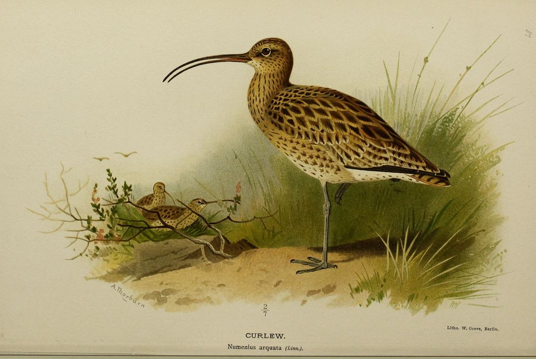 Historische Tafel Brachvogel