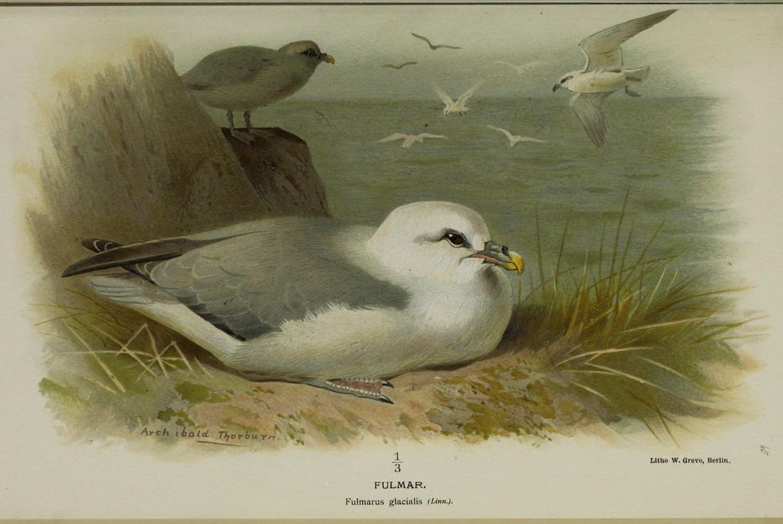 Historische Tafel Eissturmvogel