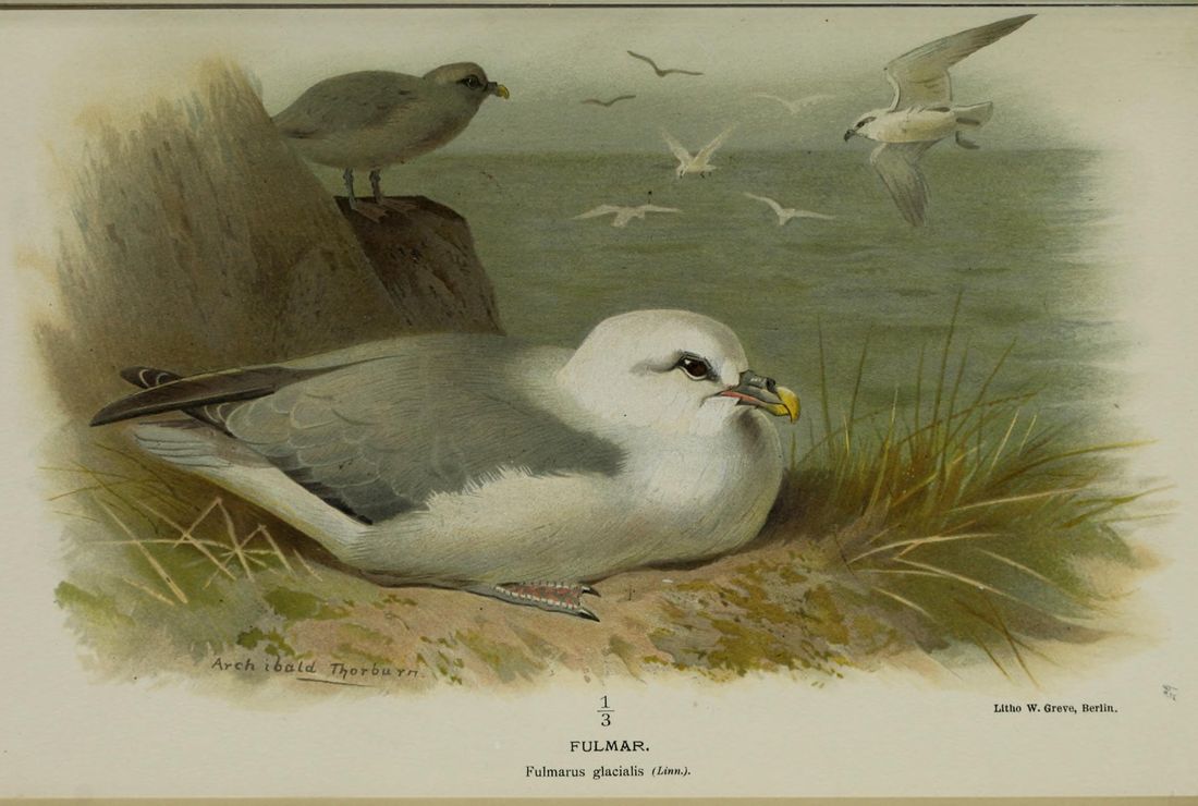 Historische Tafel Eissturmvogel