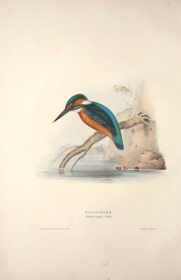 Historische Tafel Eisvogel