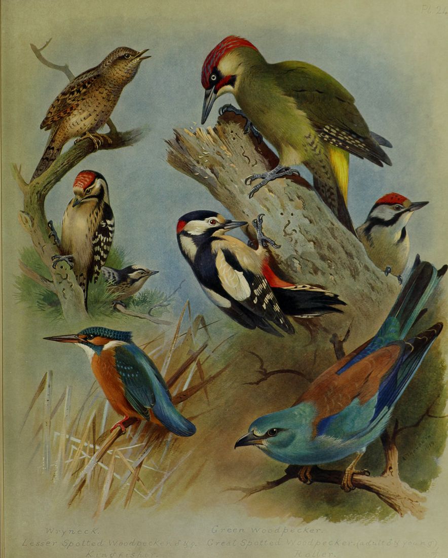 Historische Tafel Eisvogel