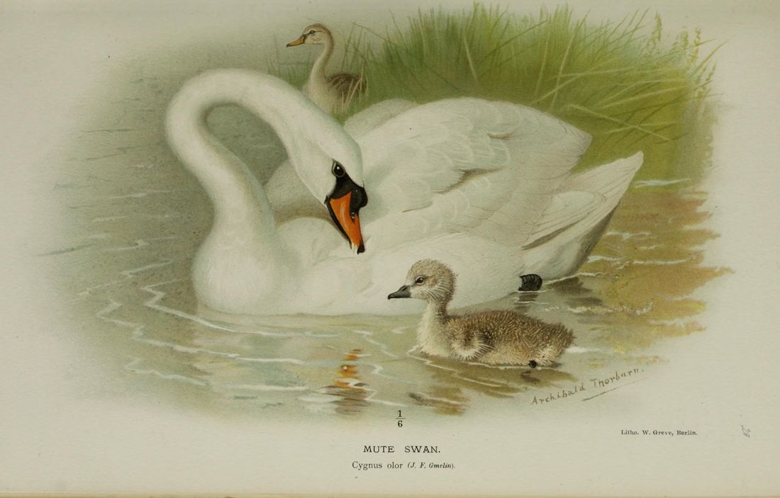 Historische Tafel Höckerschwan