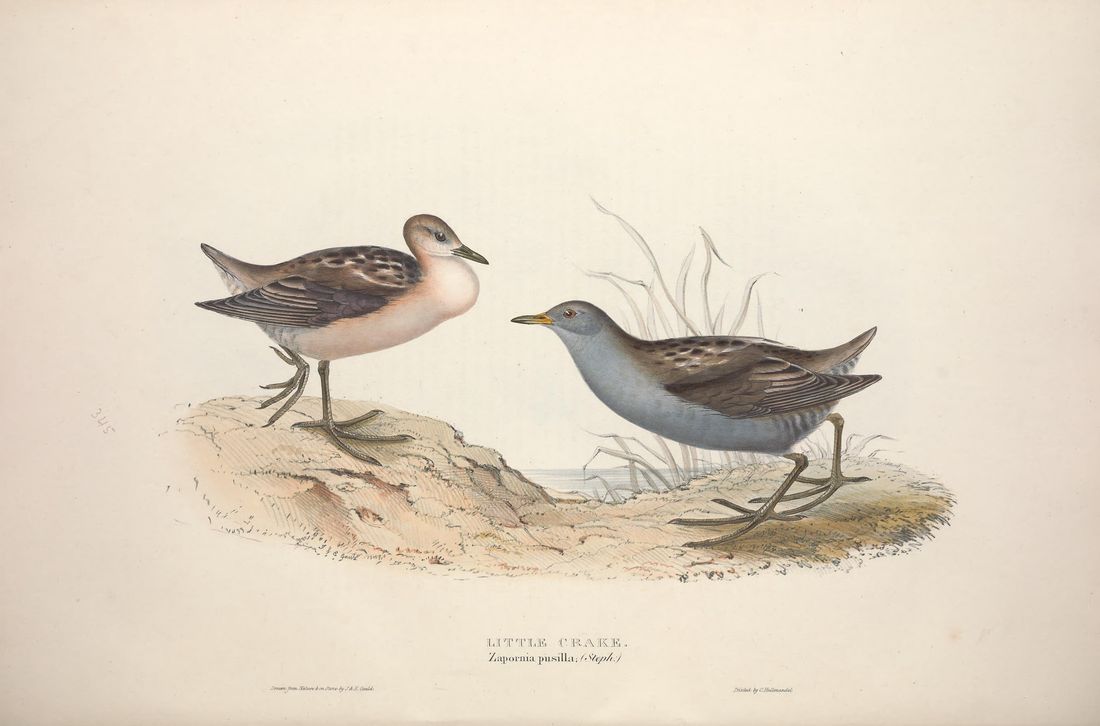 Historische Tafel Kleinsumpfhuhn