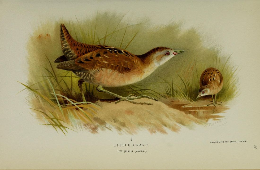 Historische Tafel Kleinsumpfhuhn