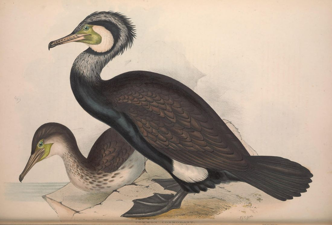 Historische Tafel Kormoran