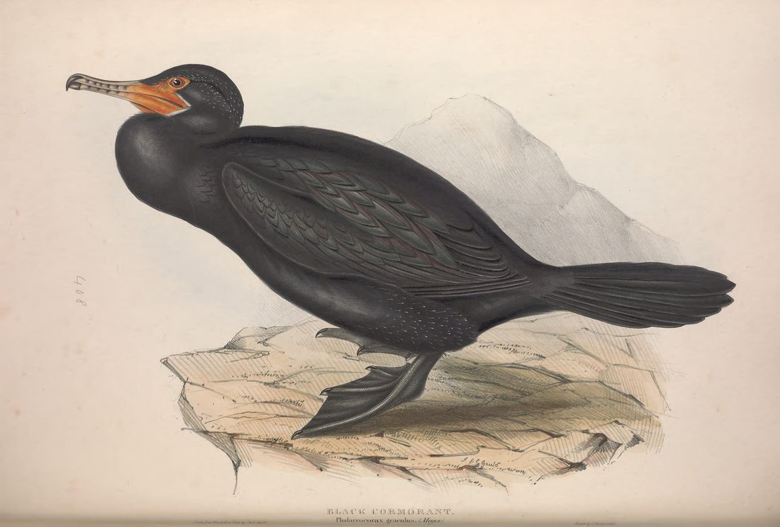 Historische Tafel Kormoran