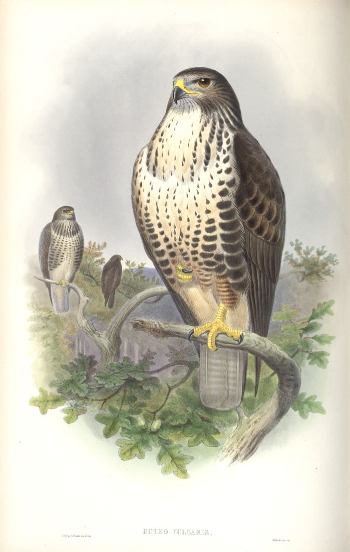 Historische Tafel Mäusebussard