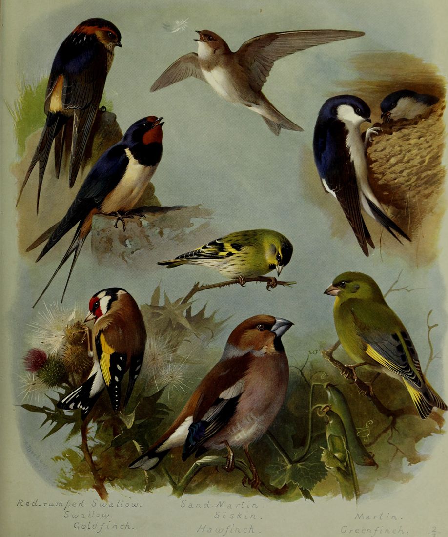 Historische Tafel Mehlschwalbe