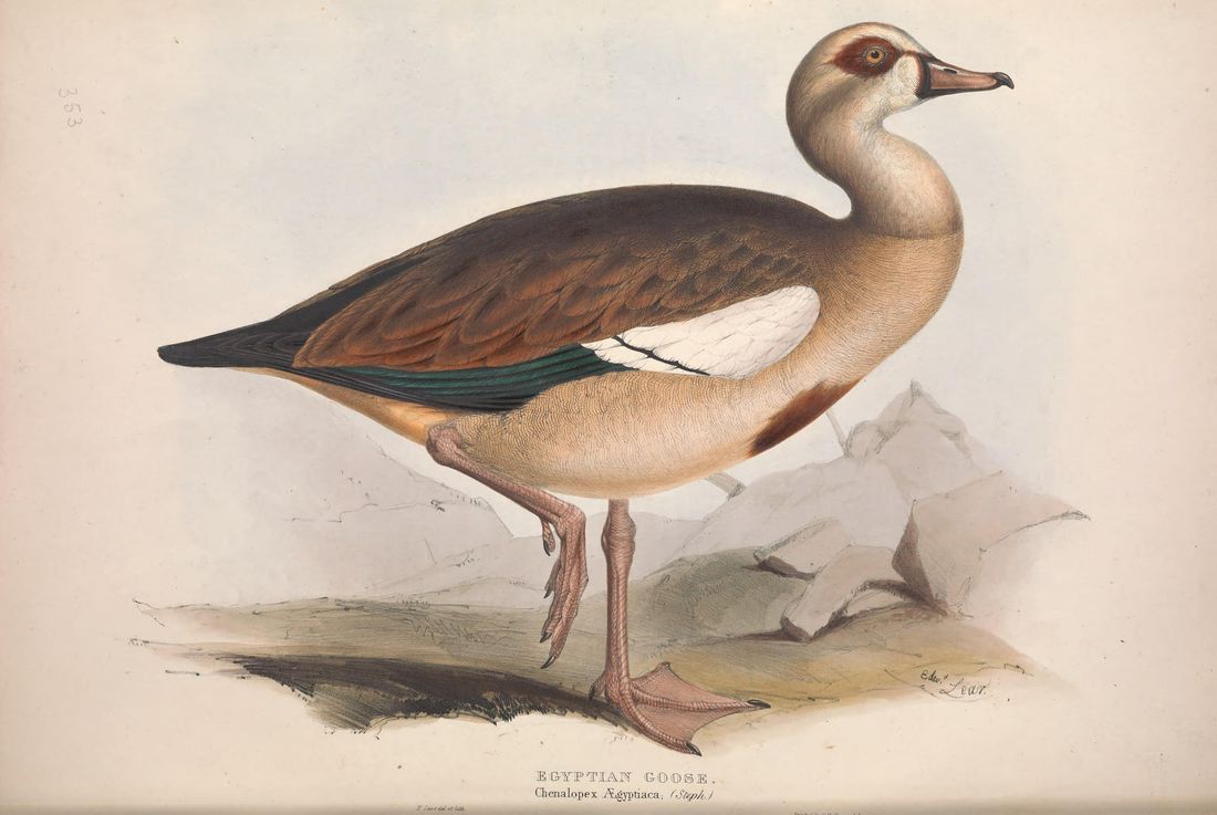 Historische Tafel Nilgans