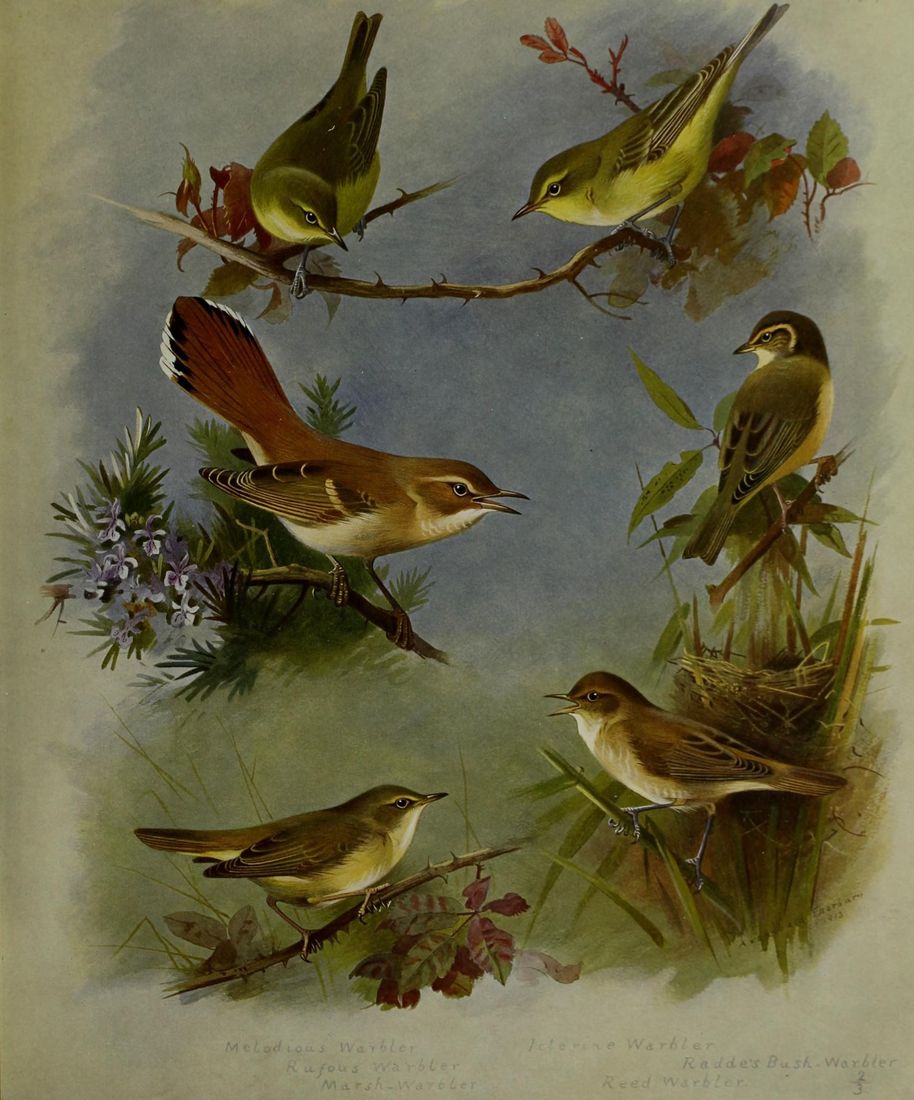 Historische Tafel Orpheusspötter
