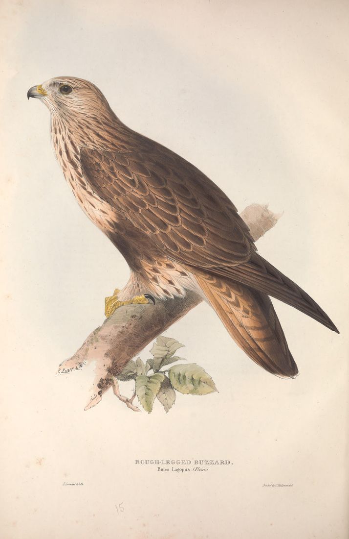 Historische Tafel Raufußbussard