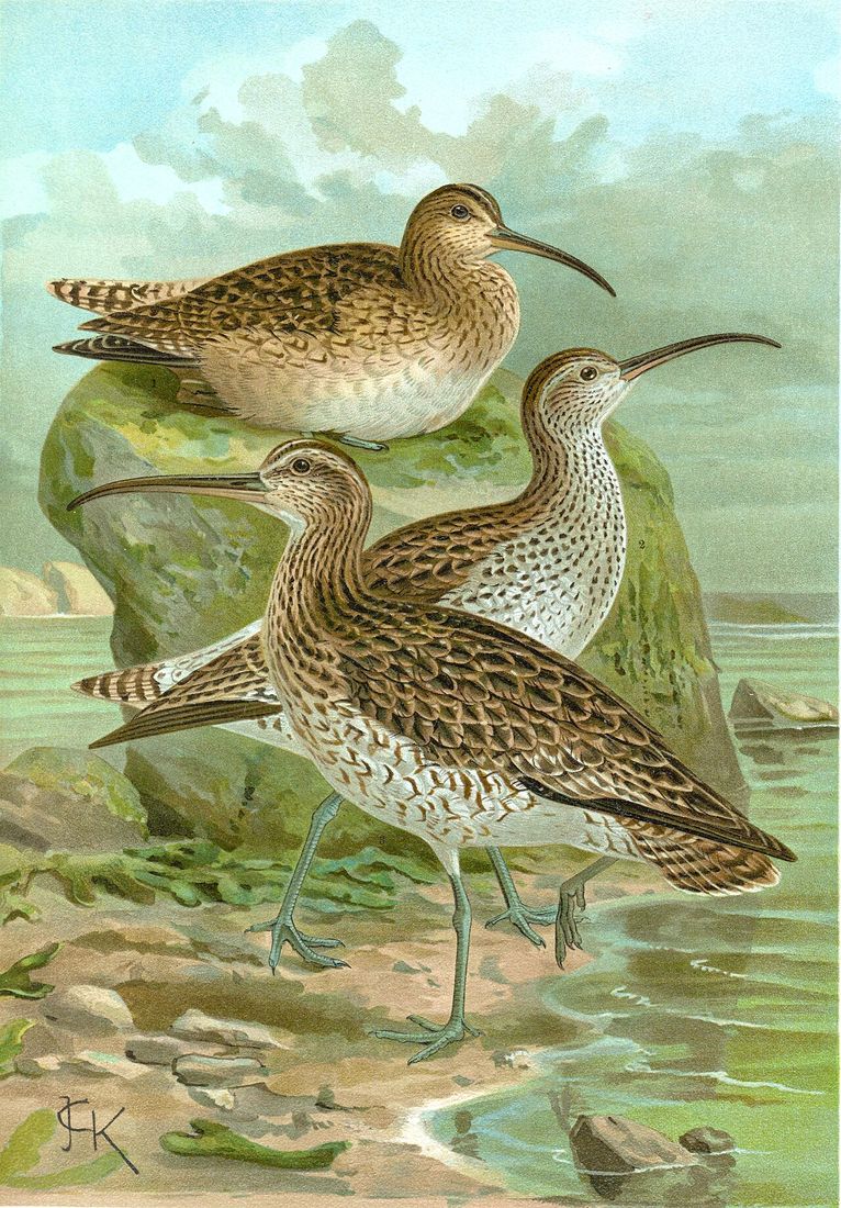 Historische Tafel Regenbrachvogel