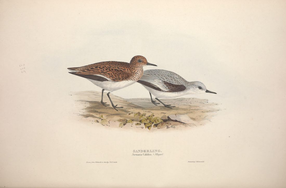 Historische Tafel Sanderling