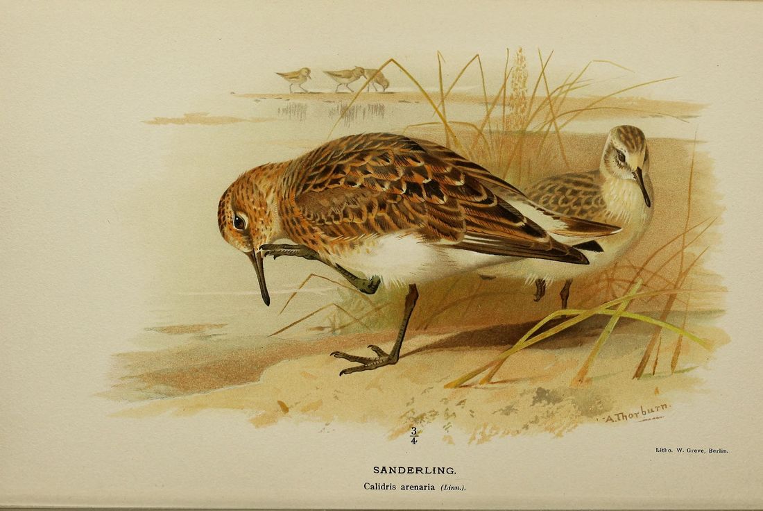 Historische Tafel Sanderling