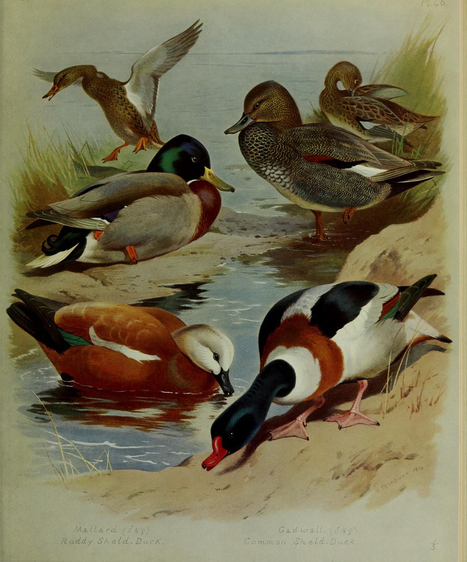 Historische Tafel Schnatterente