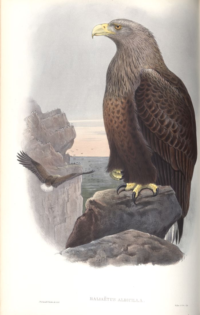 Historische Tafel Seeadler